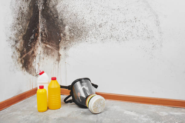 Best Mold Remediation  in Fountain Valley, CA