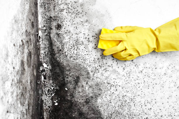 Mold Removal Process in Fountain Valley, CA