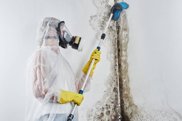 Best Mold Cleaning Services  in Fountain Valley, CA