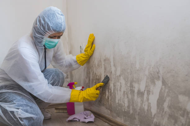 Professional Mold Removal in Fountain Valley, CA