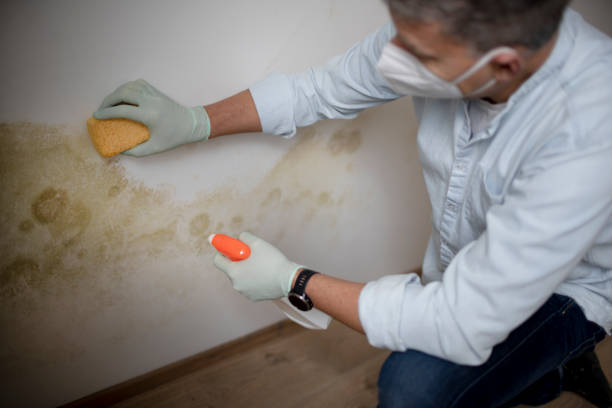 Best Same-Day Mold Removal  in Fountain Valley, CA