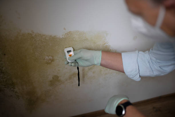 Best Mold Damage Repair  in Fountain Valley, CA