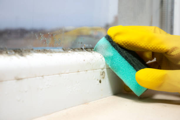 Best Professional Mold Removal  in Fountain Valley, CA