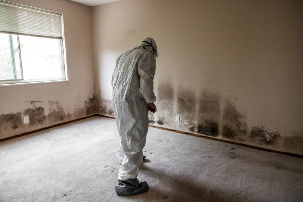 Best Certified Mold Removal  in Fountain Valley, CA
