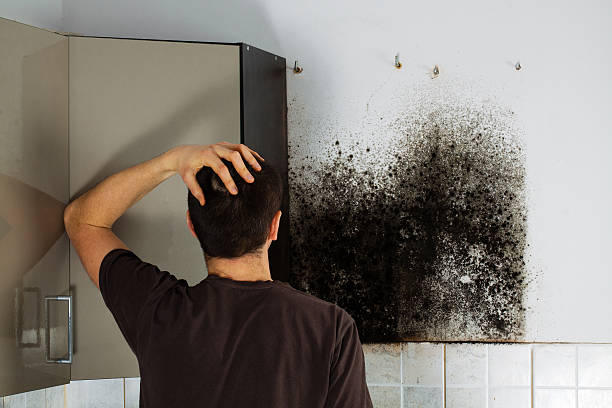 Best Affordable Mold Removal  in Fountain Valley, CA