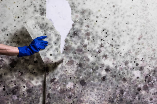 Best Residential Mold Removal  in Fountain Valley, CA